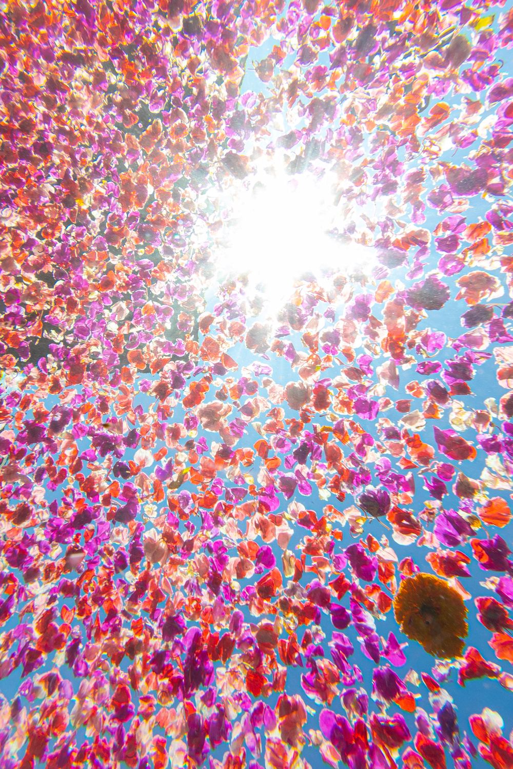 Floating flowers from underneath