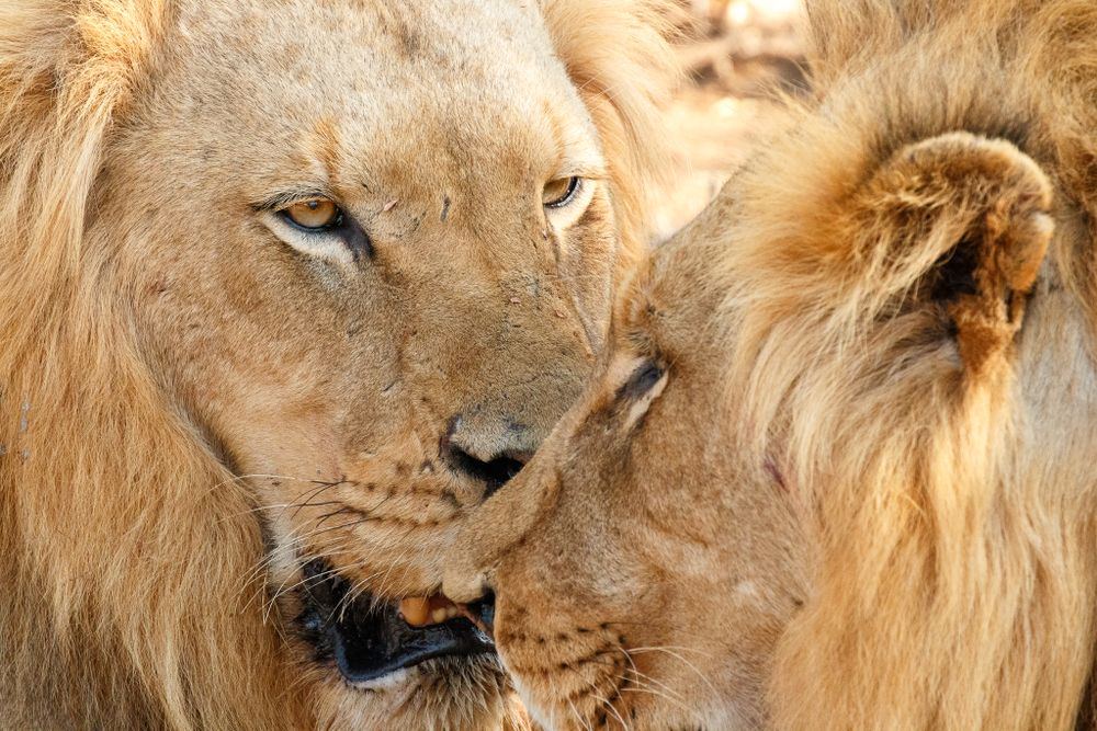young male lions together, brother, Greater Kruger, South Africa