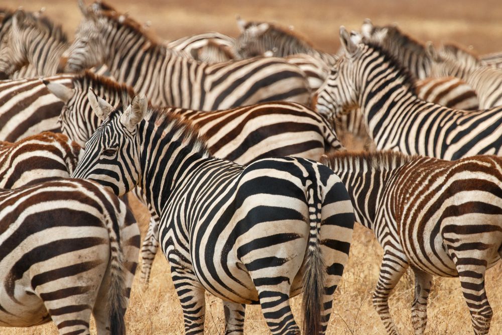 herd of zebra on the plains in Tanzania, Africa