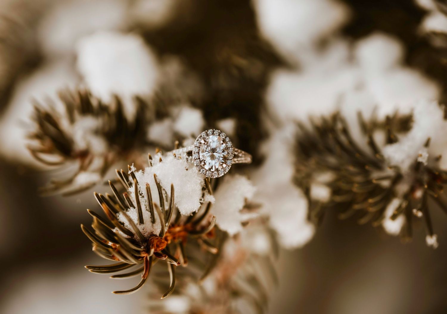Wedding Ring on snowy pine branch. Jackson, Hole Elopement by Carli Layton Photography, a Texas Elopement Photographer.