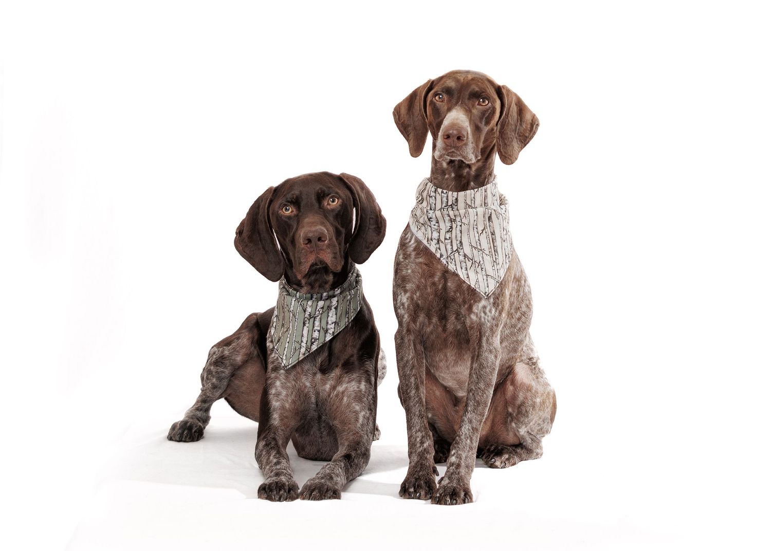 Two German Shorthaired Pointer dogs with matching white bandanas sitting against a white background.