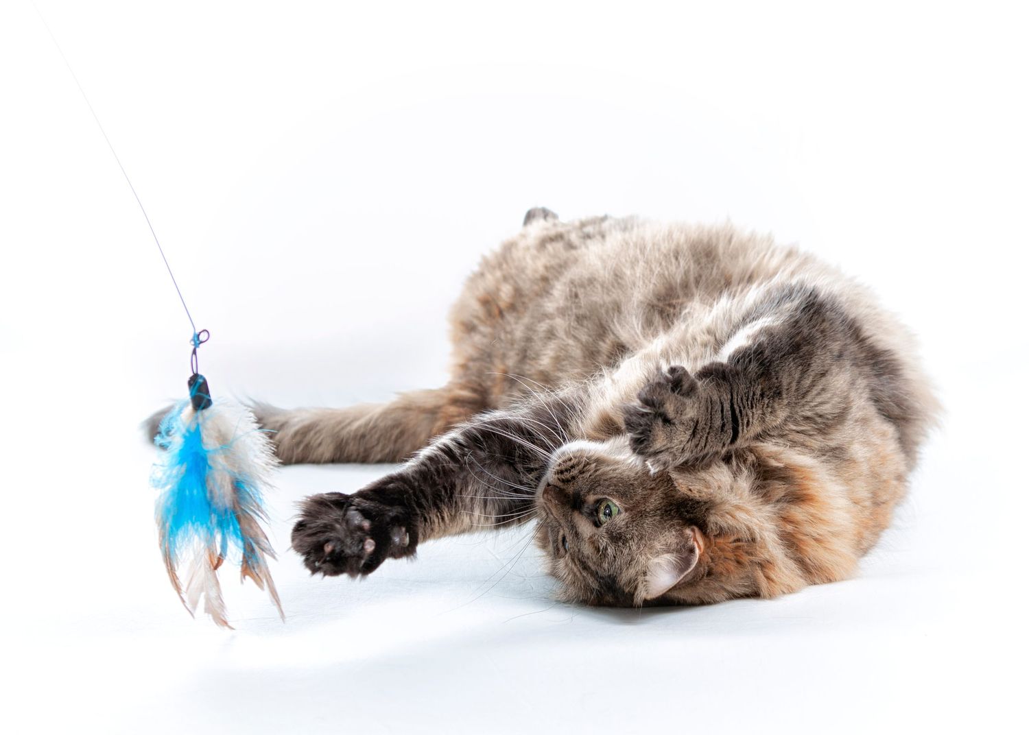 Abrownish cat plays with a blue feather toy while laying on its side against a white background.