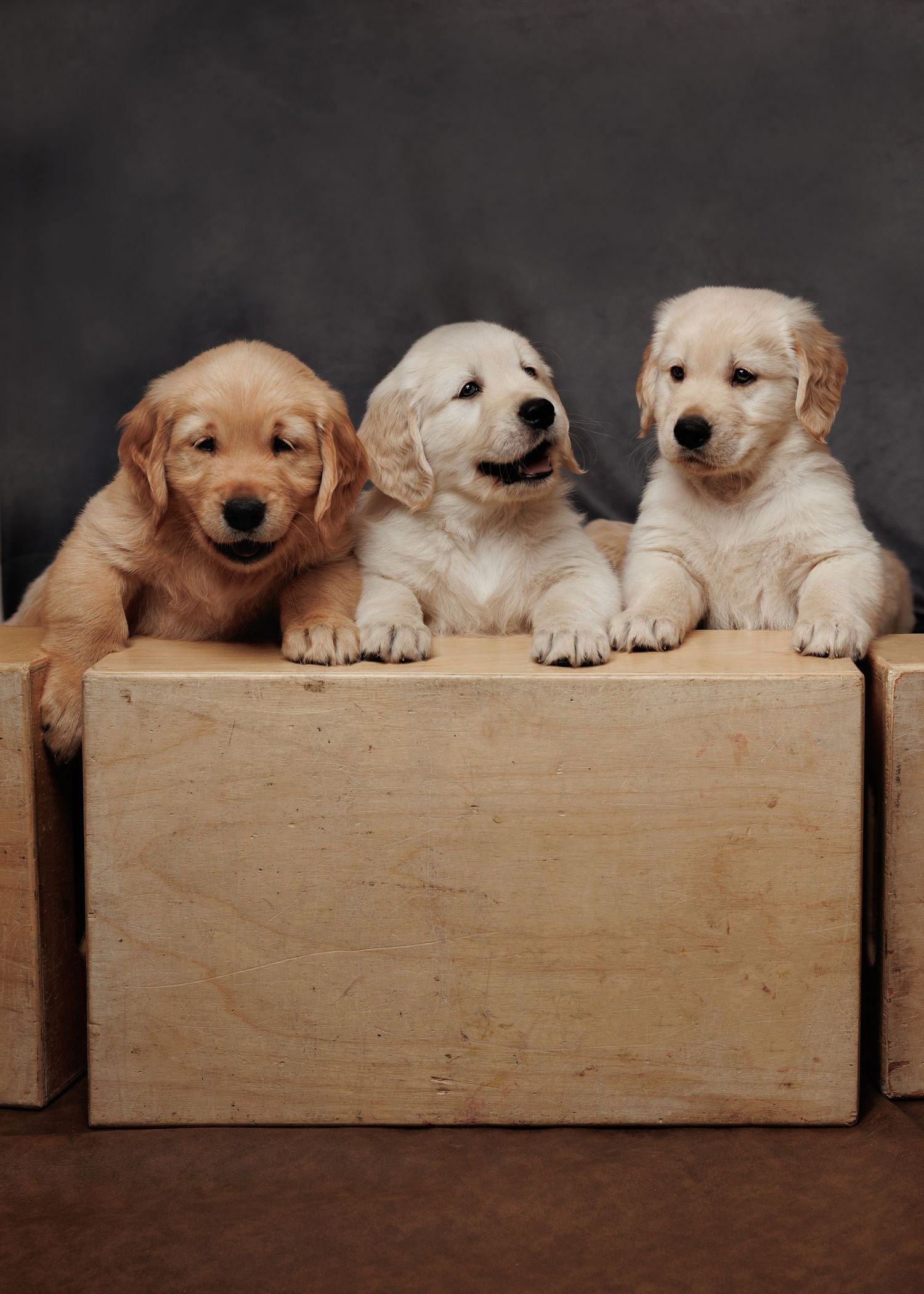 Three adorable golden retriever puppies peeking over edge of wooden box.
