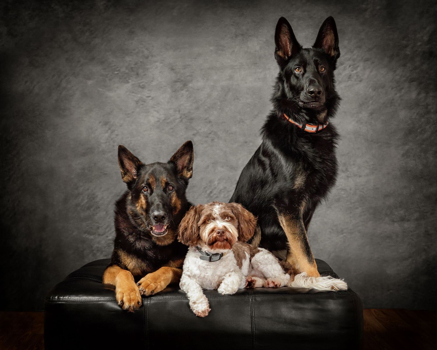 Two German Shepherds and small white dog pose together on dark leather furniture.