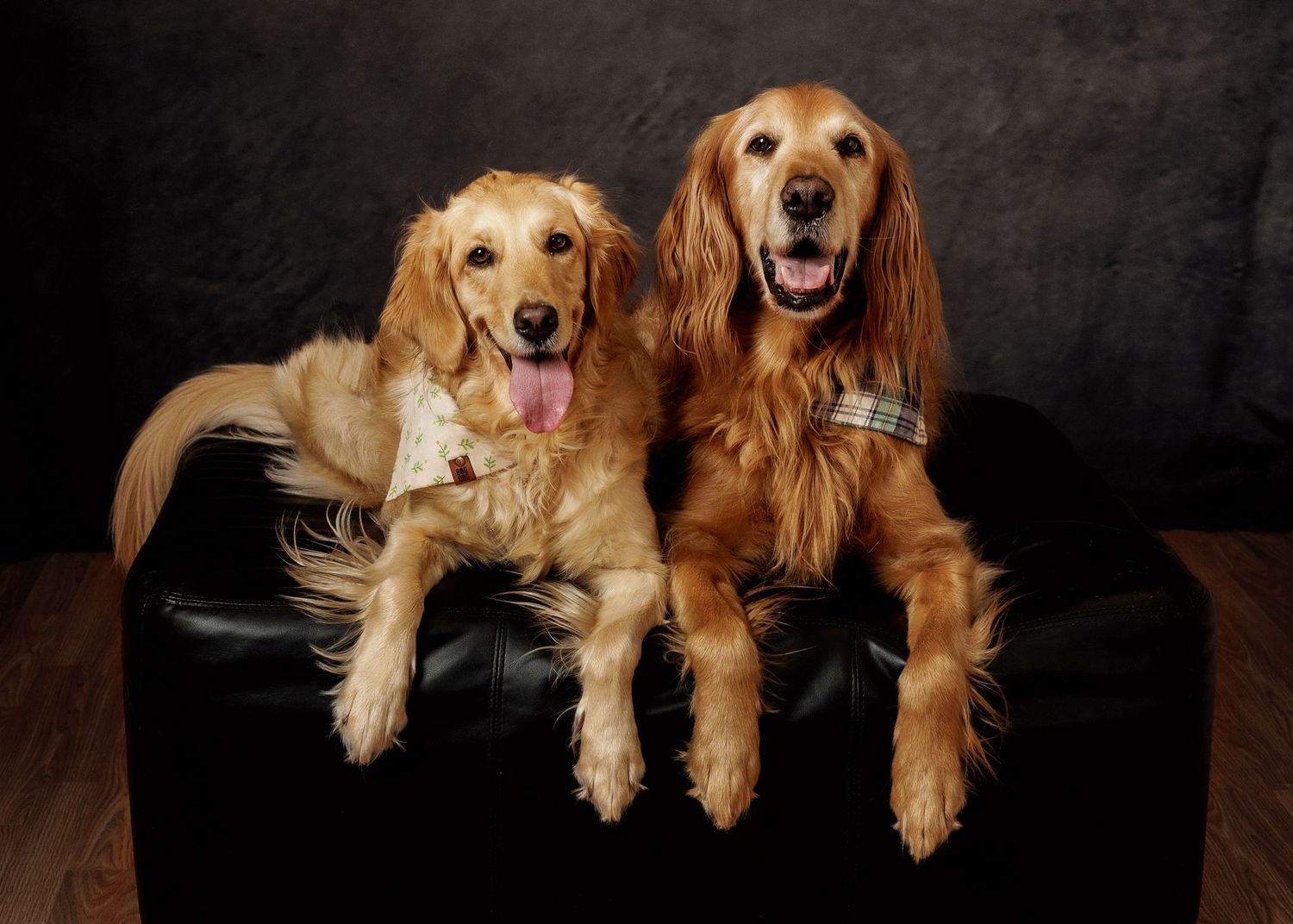 Two golden retrievers with happy expressions lounging together on a black leather couch.