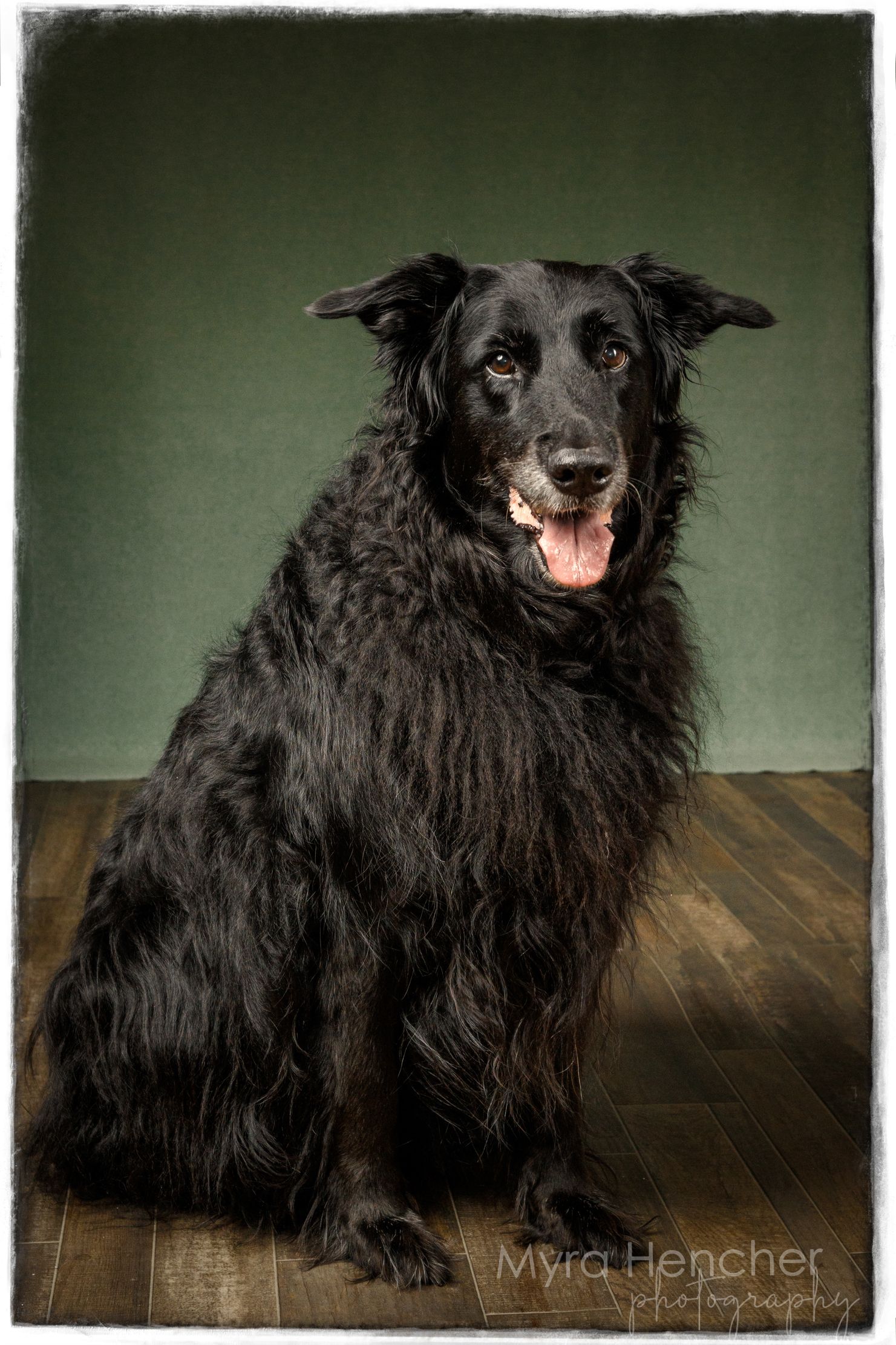 Black mixed-breed dog with shaggy coat sitting on wooden floor against green background.
