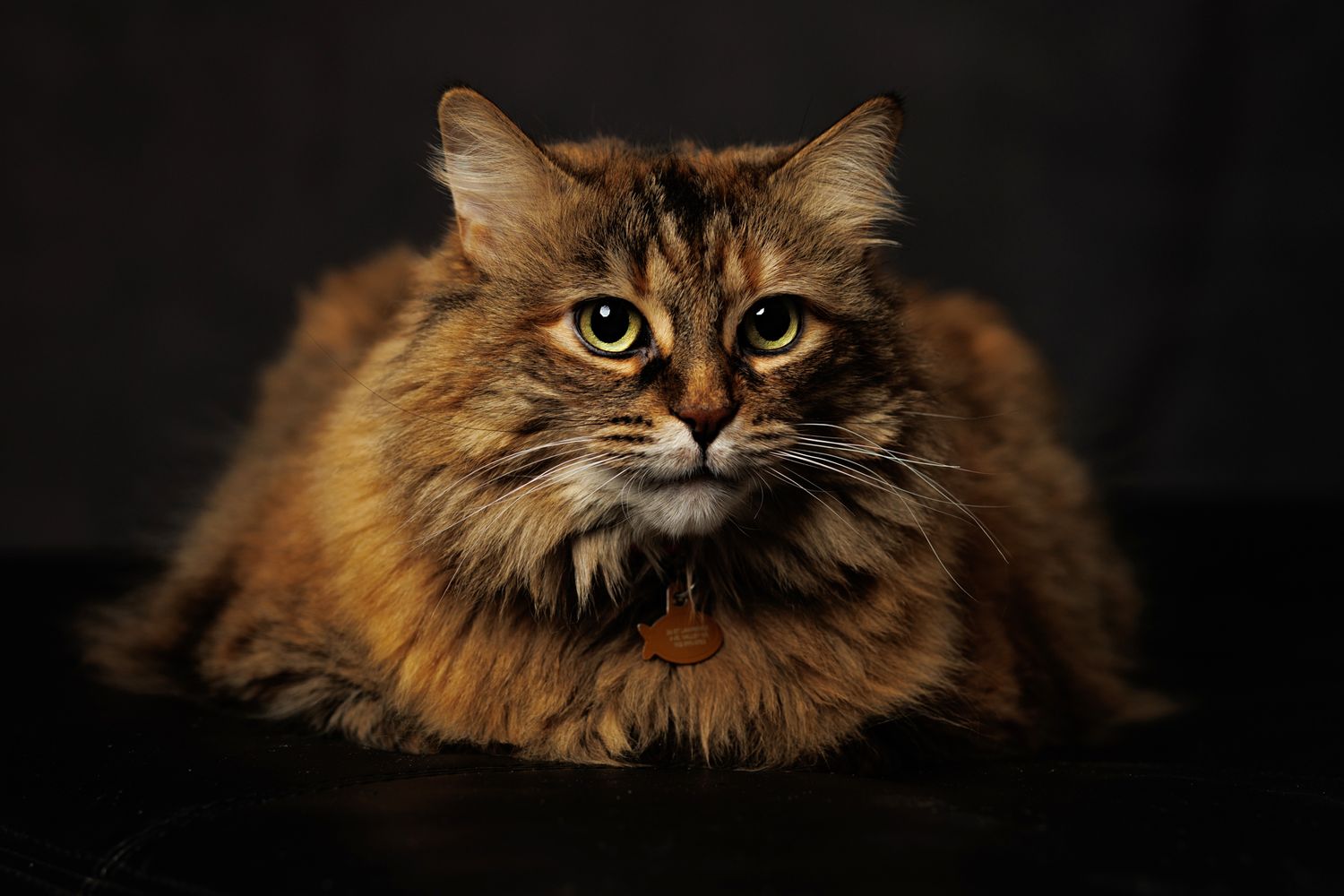 Majestic long-haired brown cat with intense gaze against black background.
