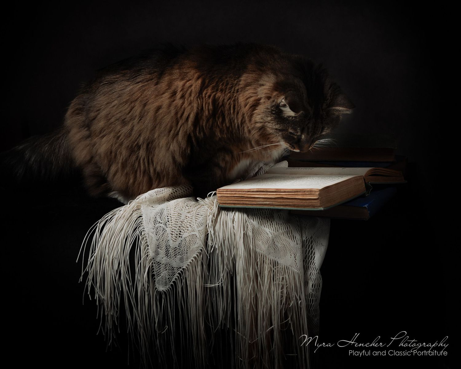A fluffy brown cat rests on a white fringed shawl with an old book in a dark artistic setting.