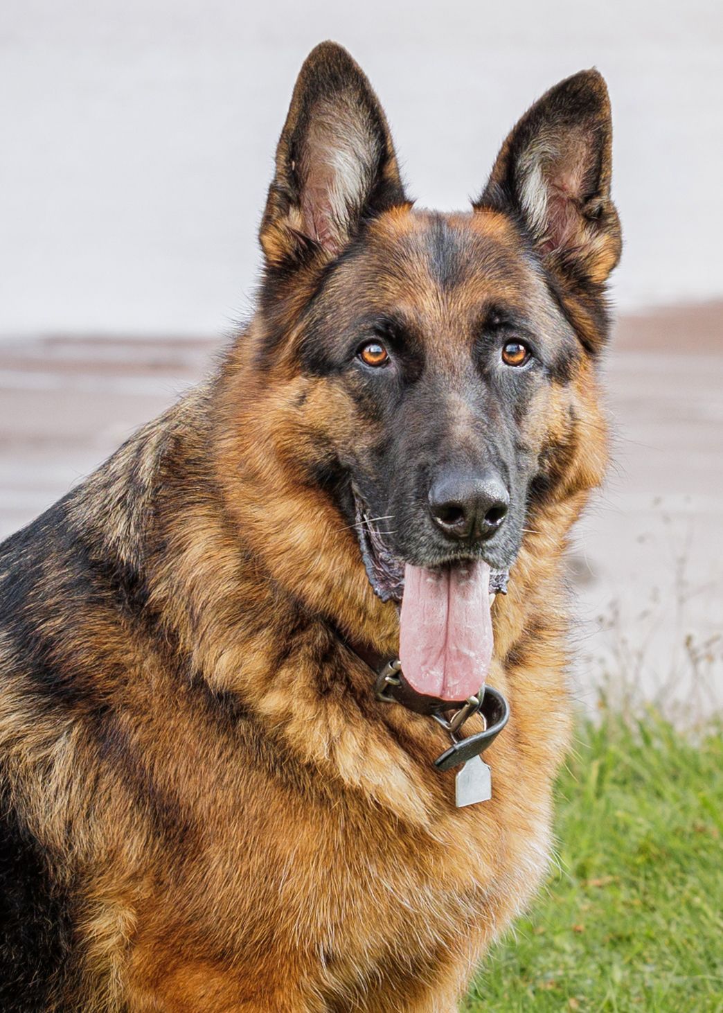German Shepherd image outdoors at the beach.