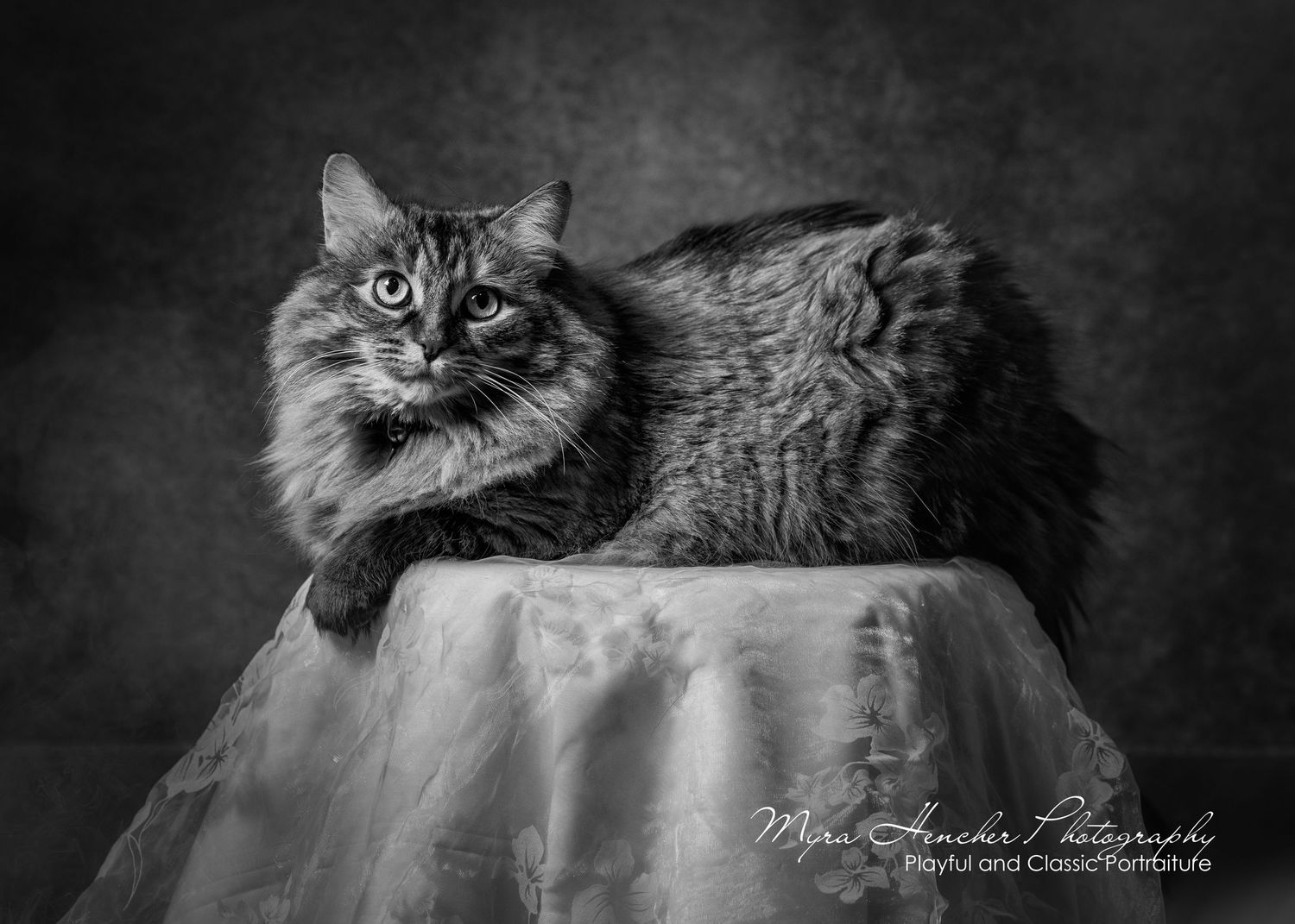 Professional portrait of a fluffy gray cat posing regally on white fabric.