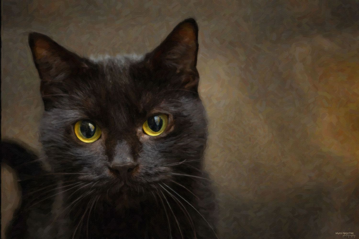 Dramatic portrait of a black cat with golden eyes against a dark textured background.