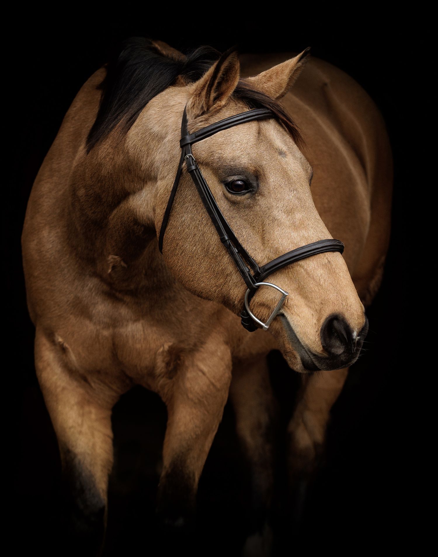 A close-up portrait of a palomino horse wearing a black bridle against a dark background.