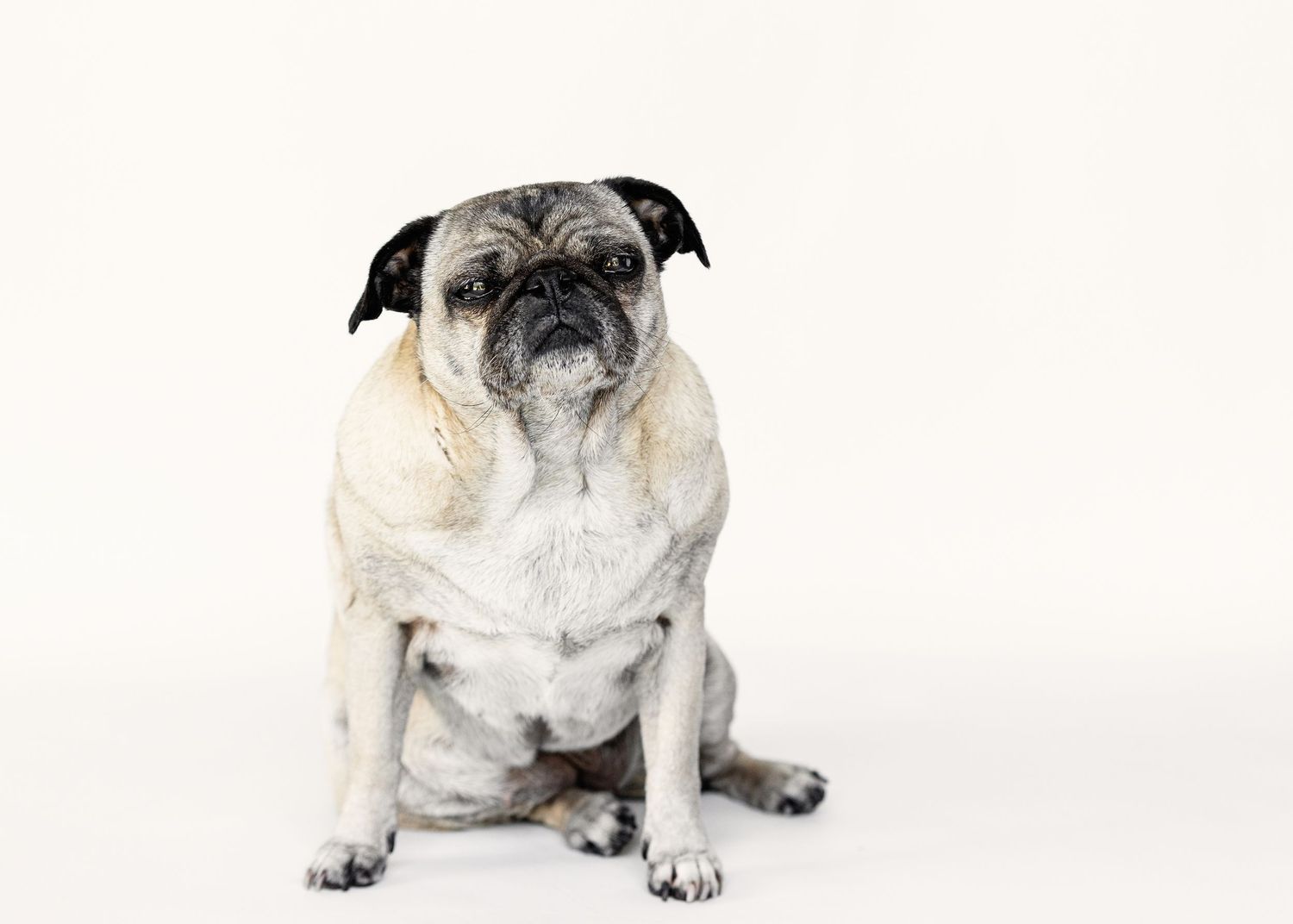 Pug dog with wrinkled cream and fawn coat sitting on white background.