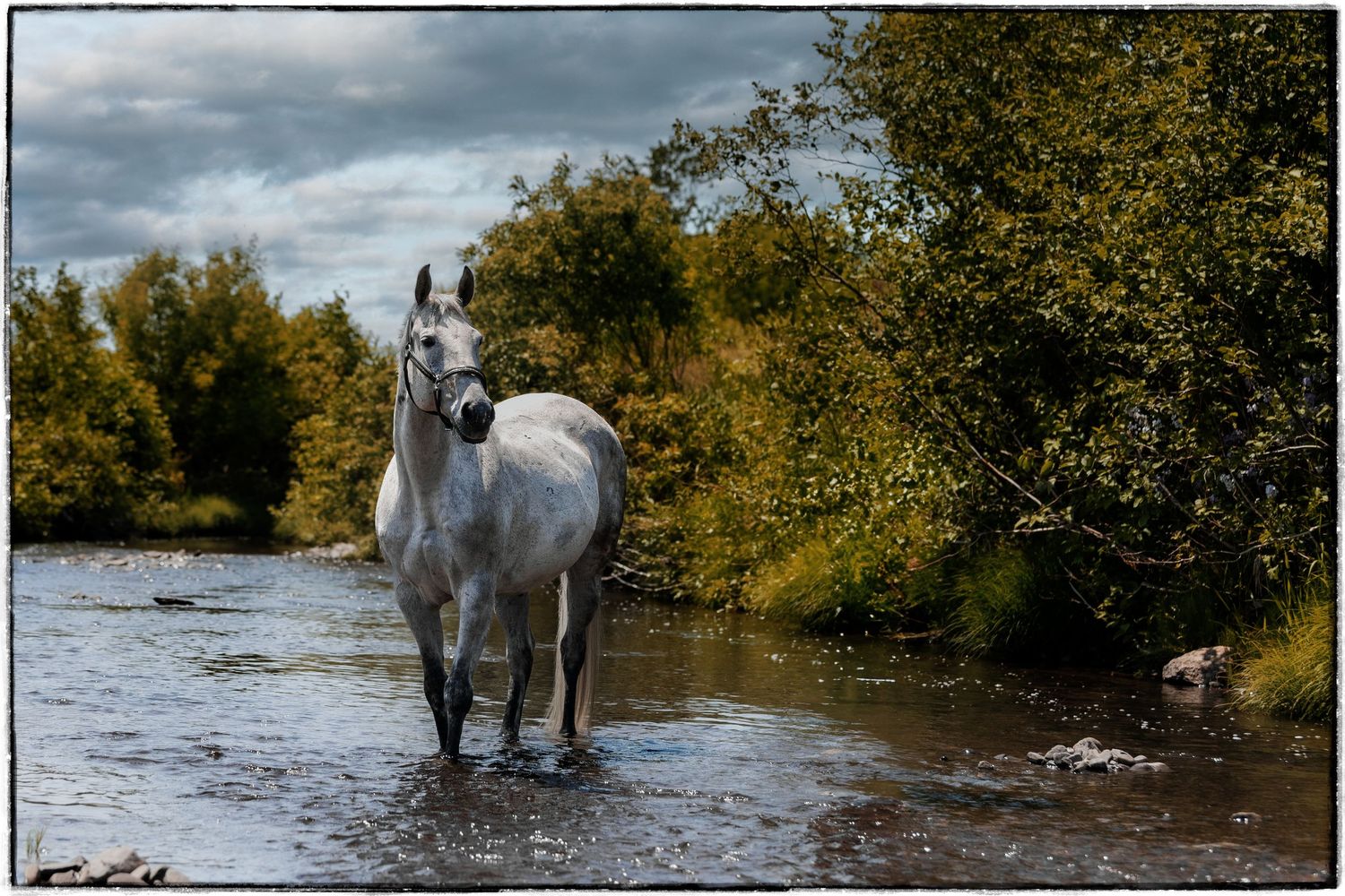 A gray horse stands in shallow water with autumn trees in the background.