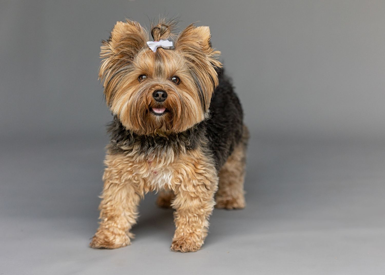 Yorkshire Terrier with silky brown fur and bow clip poses on gray background.
