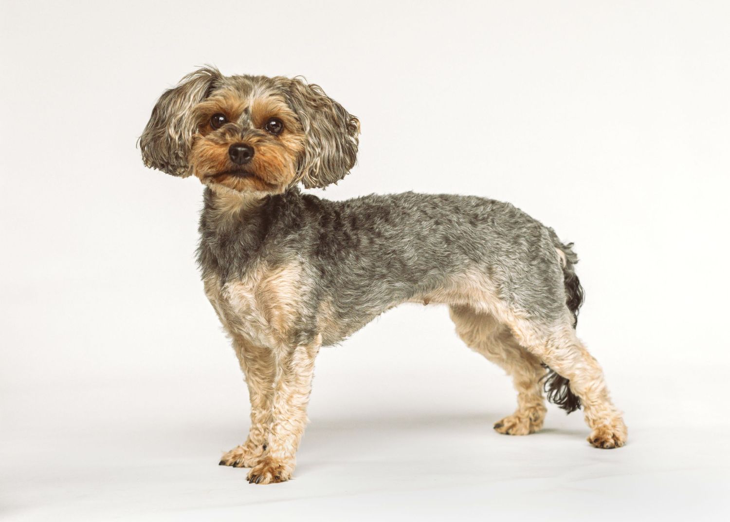 Small mixed breed dog with scruffy gray and tan fur standing in profile against white background.