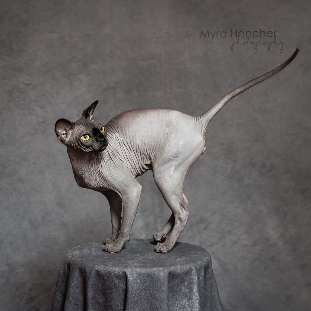 A hairless Sphynx cat poses elegantly on a draped pedestal against a gray studio background.