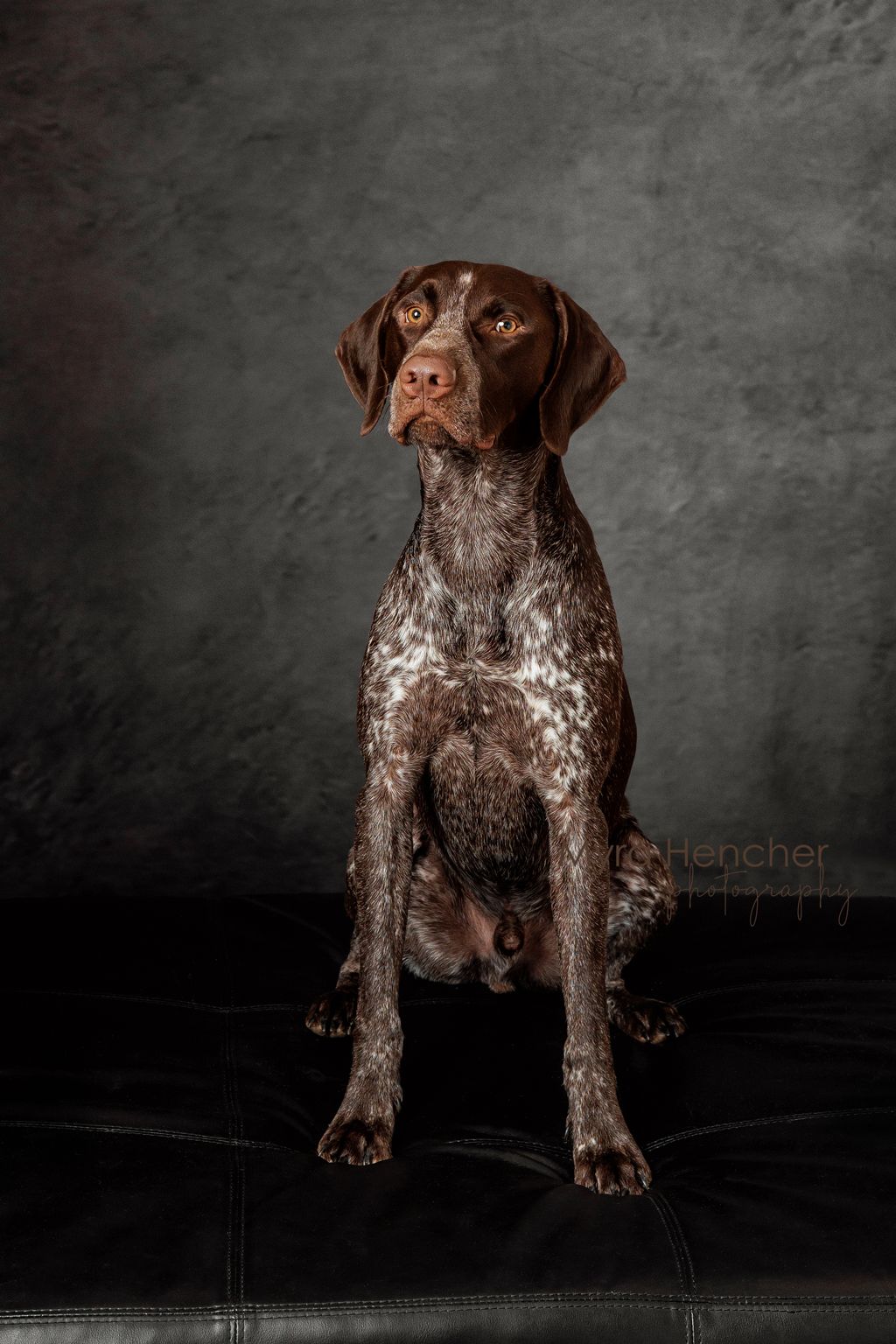 German Shorthaired Pointer dog sitting in formal pose against dark background.