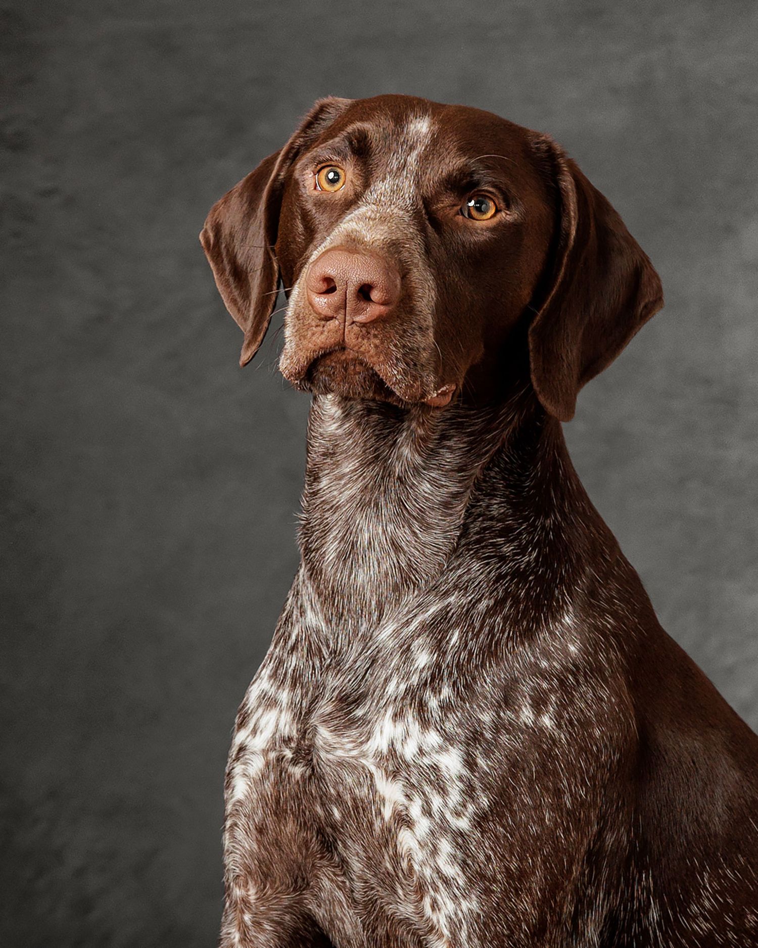 Close-up portrait of a German Shorthaired Pointer with distinctive speckled brown and white coat.