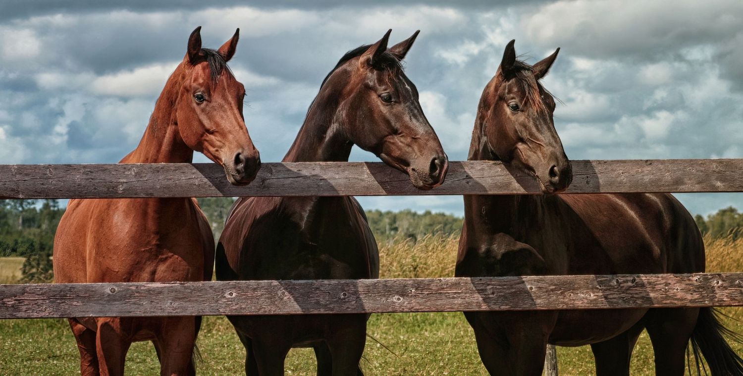 Three horses in varying shades of brown stand together at a wooden fence in a pasture.