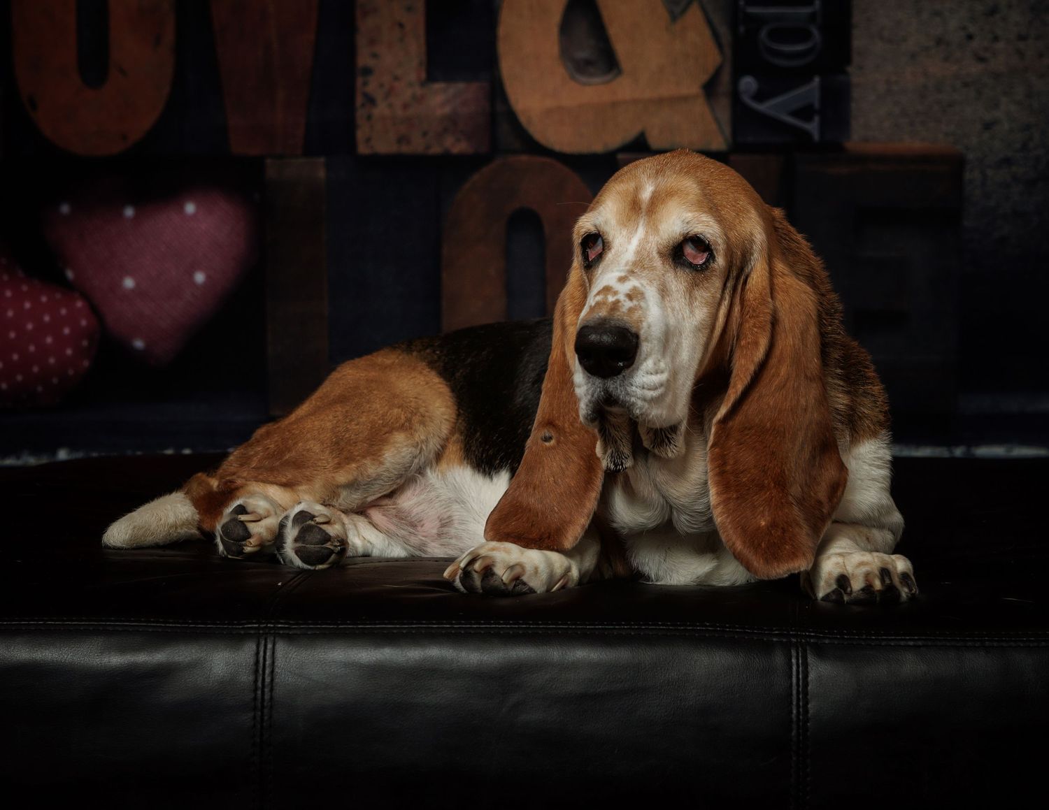 Basset hound lounging on dark leather couch with moody lighting and hearts in background.