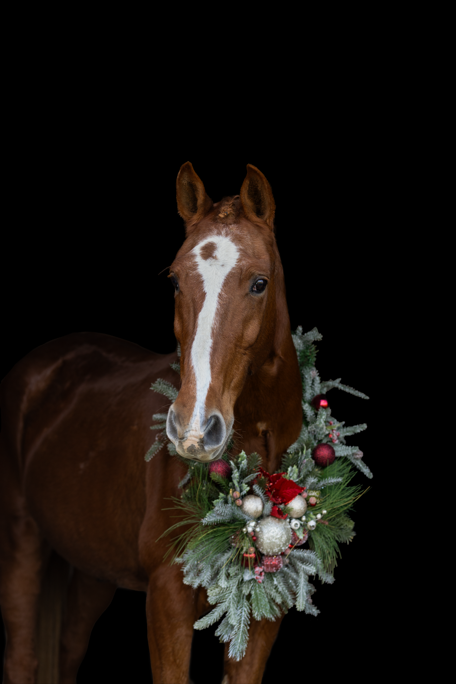 Brown horse wearing holiday wreath with red berries against black background.