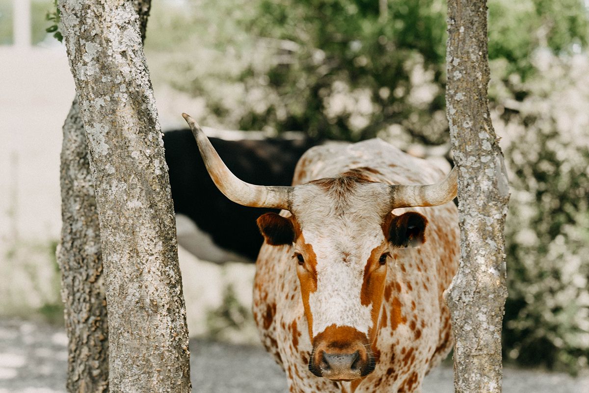 a longhorn stands in front of the hotel drover at the fort worth stockyards