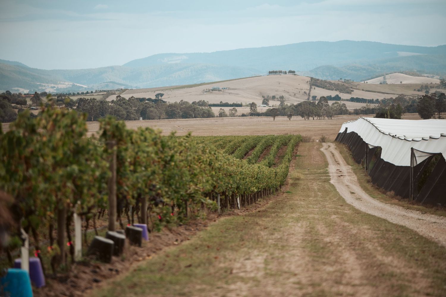 Punt Road Winery vintage harvest documentation - Yarra Valley winery photography