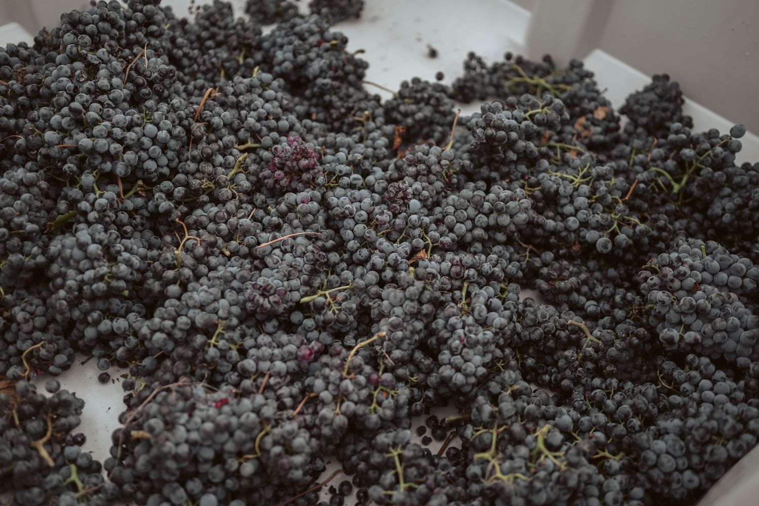 Punt Road Winery vintage harvest documentation - Yarra Valley winery photography
