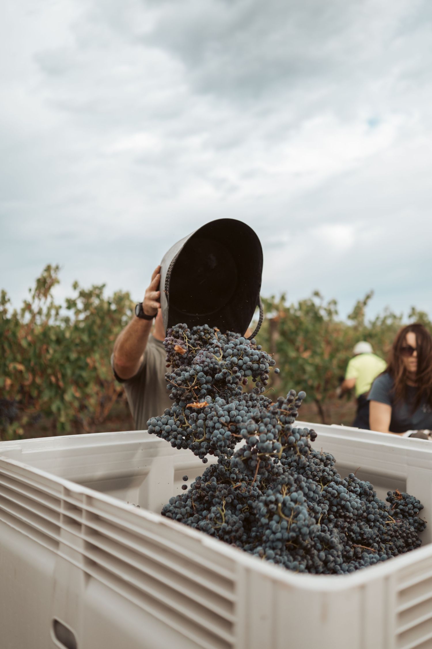 Punt Road Winery vintage harvest documentation - Yarra Valley winery photography