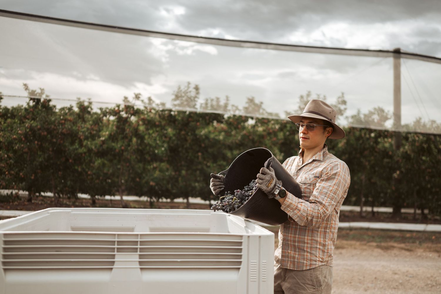 Punt Road Winery vintage harvest documentation - Yarra Valley winery photography