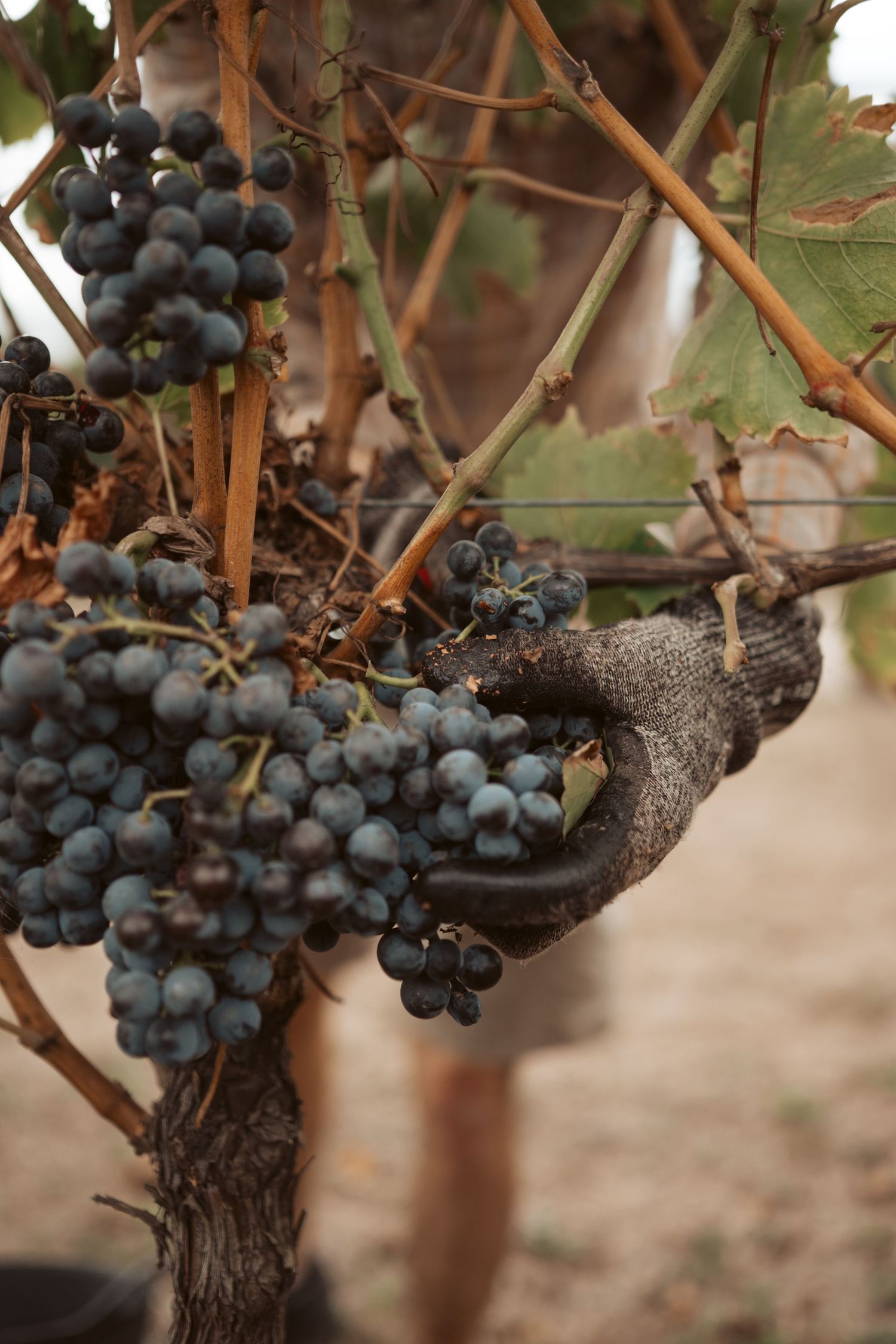 Punt Road Winery vintage harvest documentation - Yarra Valley winery photography