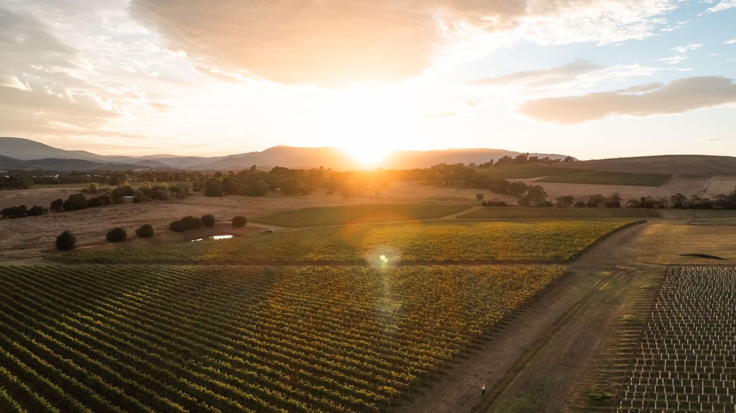 Punt Road Winery vintage harvest documentation - Yarra Valley winery photography Yarra Valley