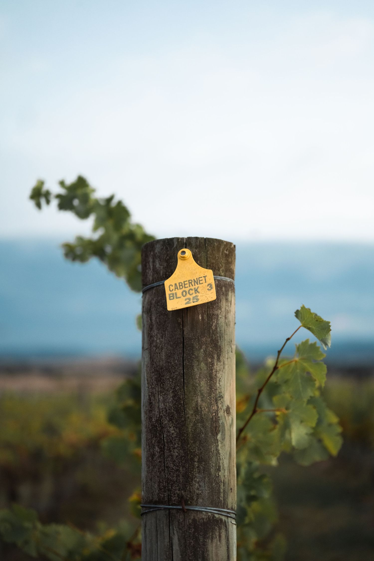 Punt Road Winery vintage harvest documentation - Yarra Valley winery photography