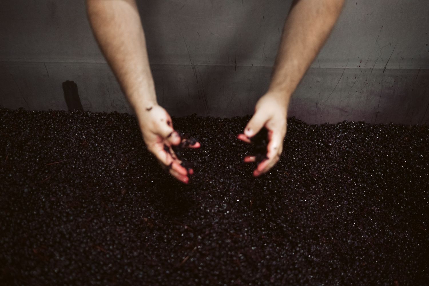 Punt Road Winery vintage harvest documentation - Yarra Valley winery photography