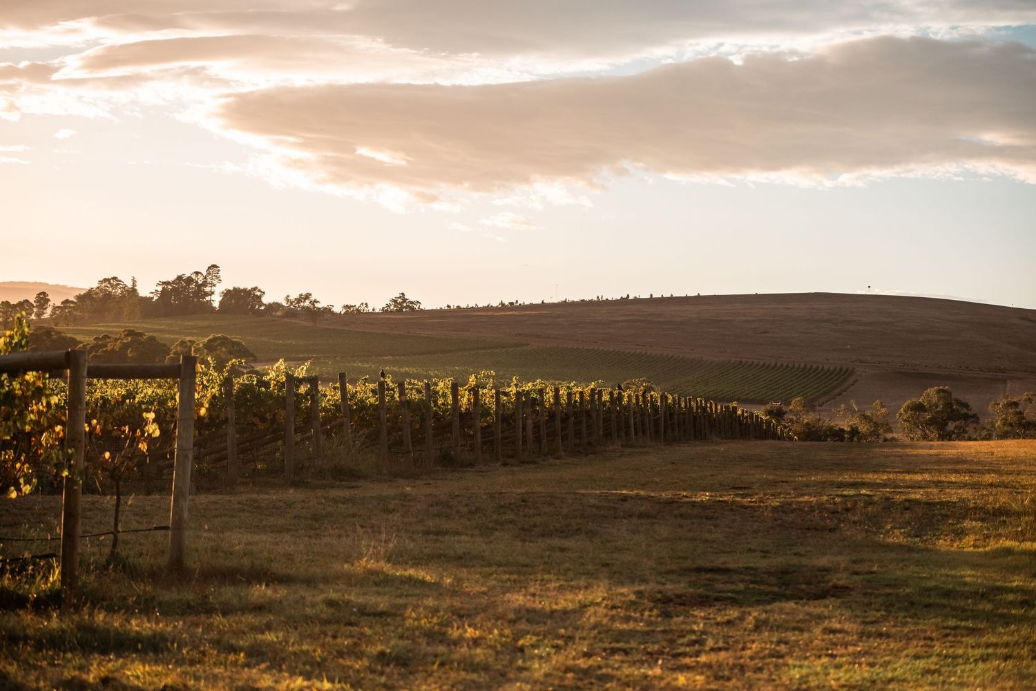 Punt Road Winery vintage harvest documentation - Yarra Valley winery photography Yarra Valley