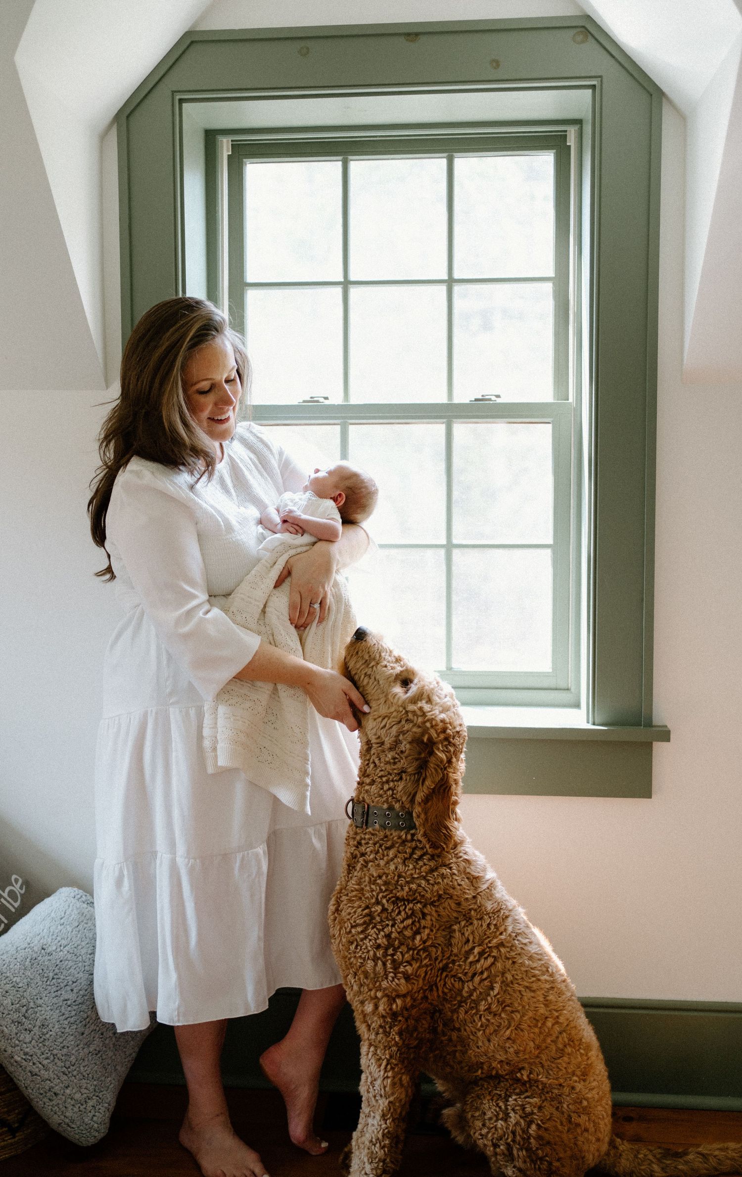 A tender moment by a green-trimmed window as a large goldendoodle dog greets its family's newest addition.