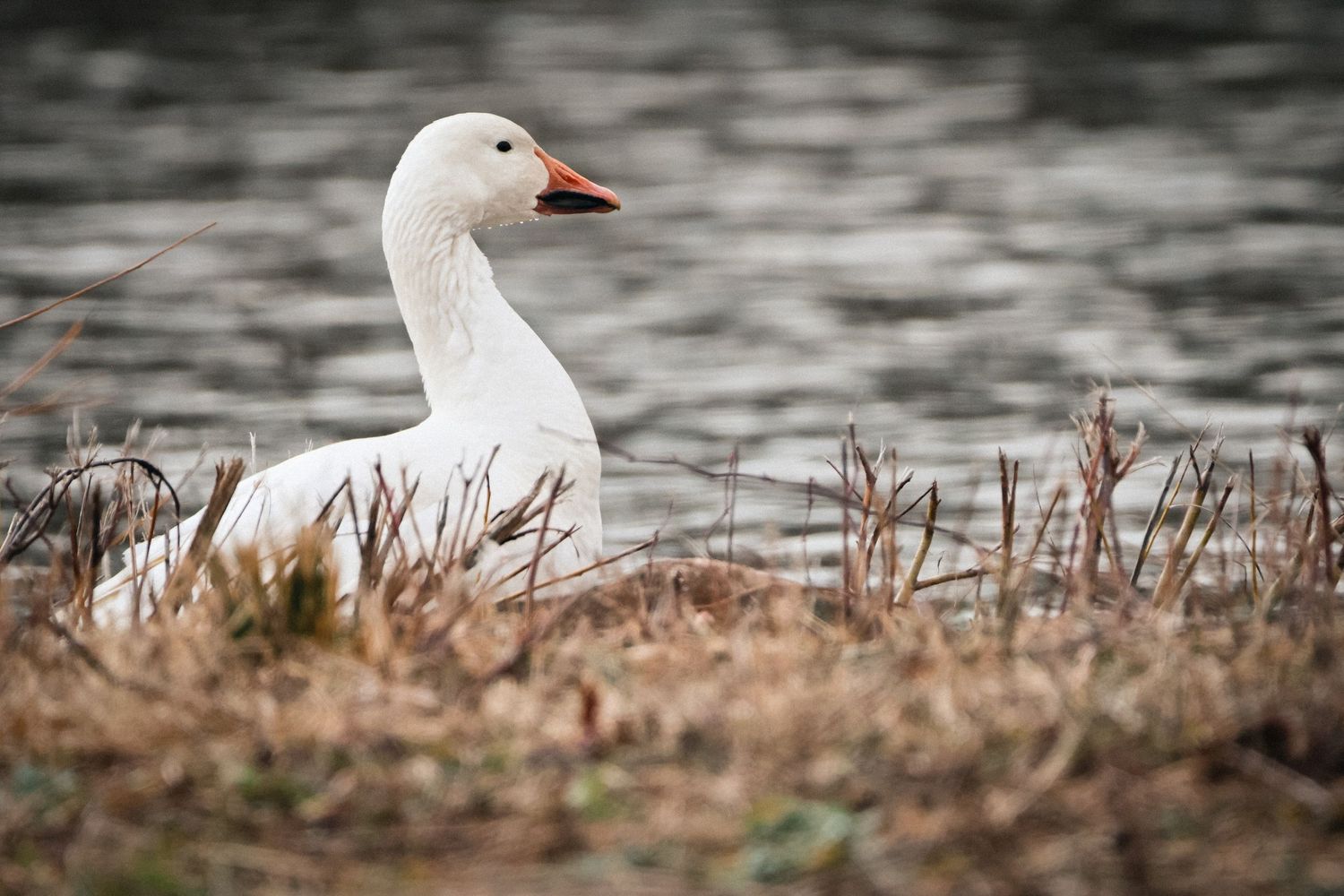 White snow goose resting in dried grass near water with blurred background in soft focus.