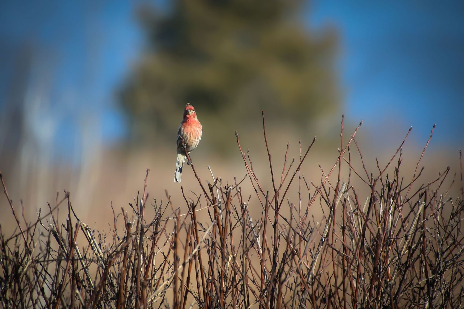 Small red-breasted finch perched on brown winter brush against blurred blue sky background.