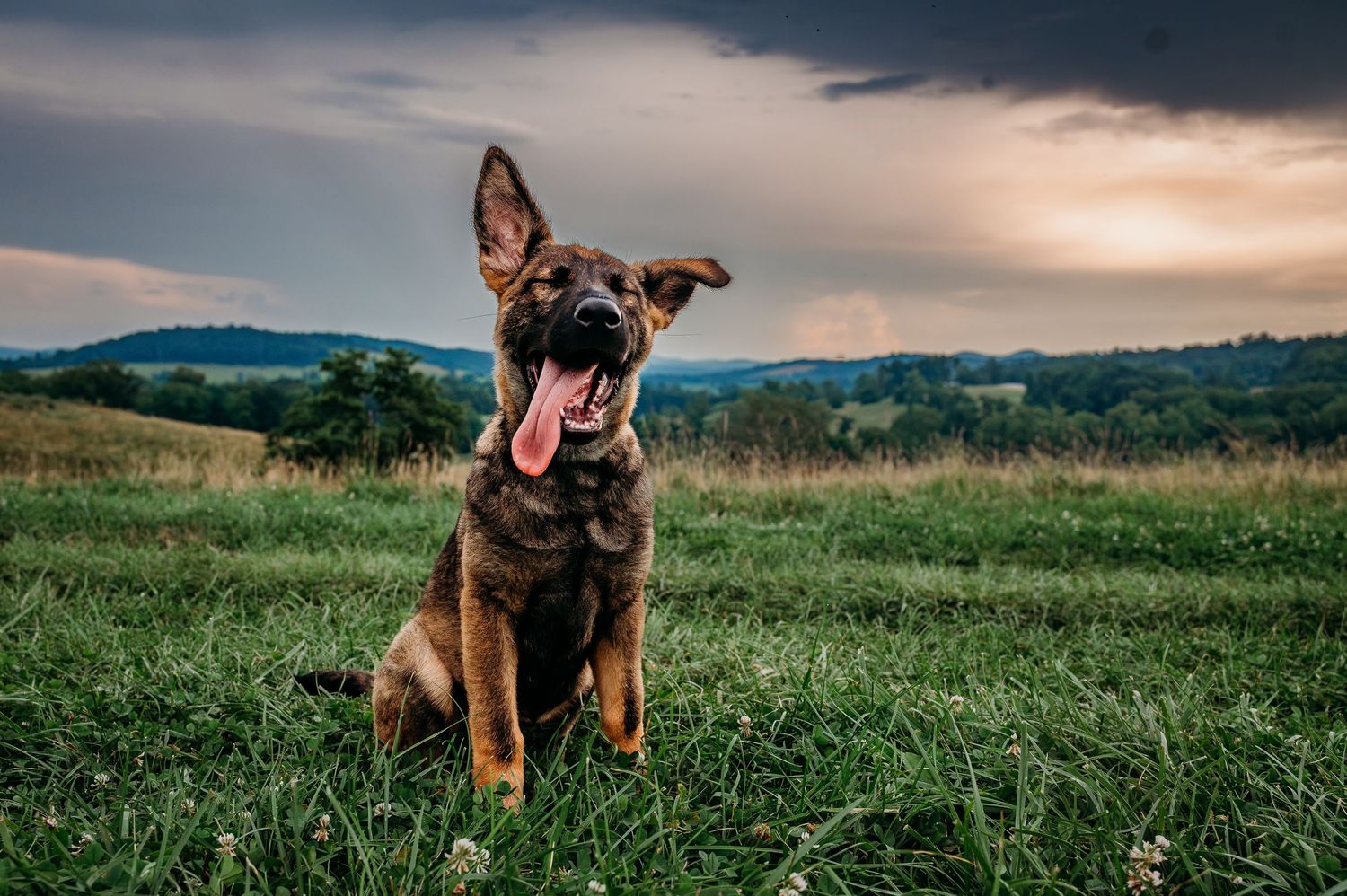A silly and happy German Shepherd puppy with floppy ears sits in front of a stormy sky with rolling hills of Delaplane Virginia behind her.