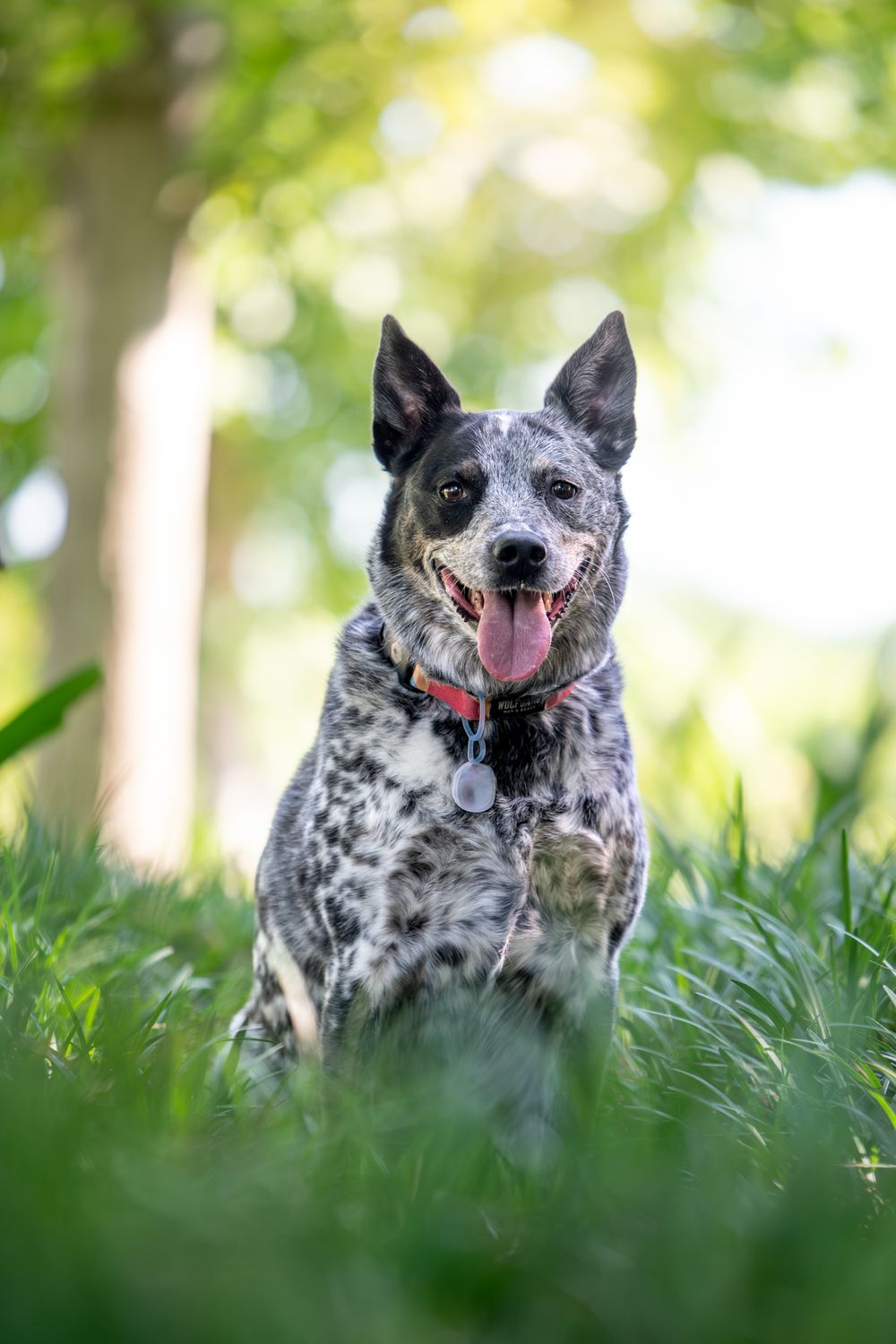 Happy Australian cattle dog with mottled blue-gray and black coat sitting in green grass on a sunny day with bokeh background.