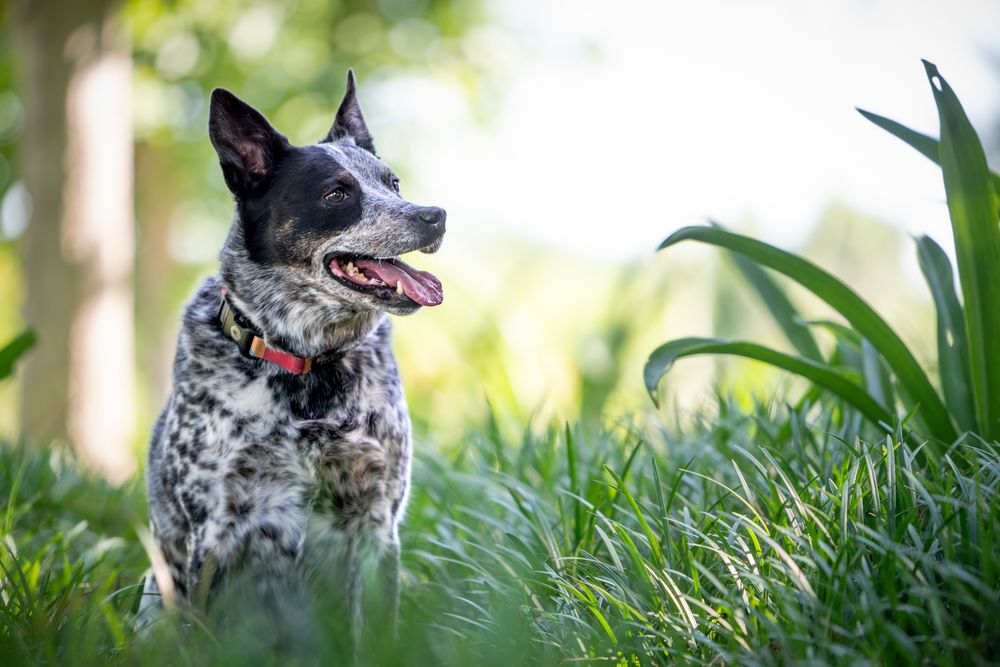 A black and white spotted Australian Cattle Dog sits alert in tall green grass with a red collar.