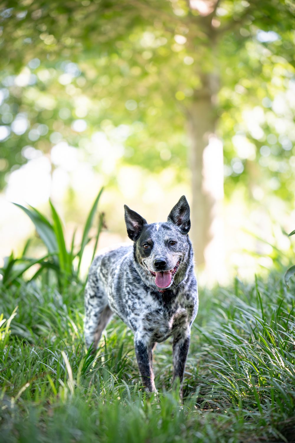 An Australian Cattle Dog with blue merle coloring stands in green grass with sunlit trees in the background.