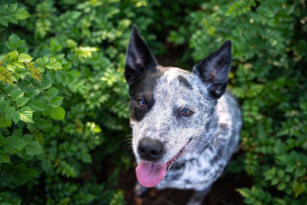 A smiling Australian Cattle Dog with speckled gray and white fur poses in front of green foliage.