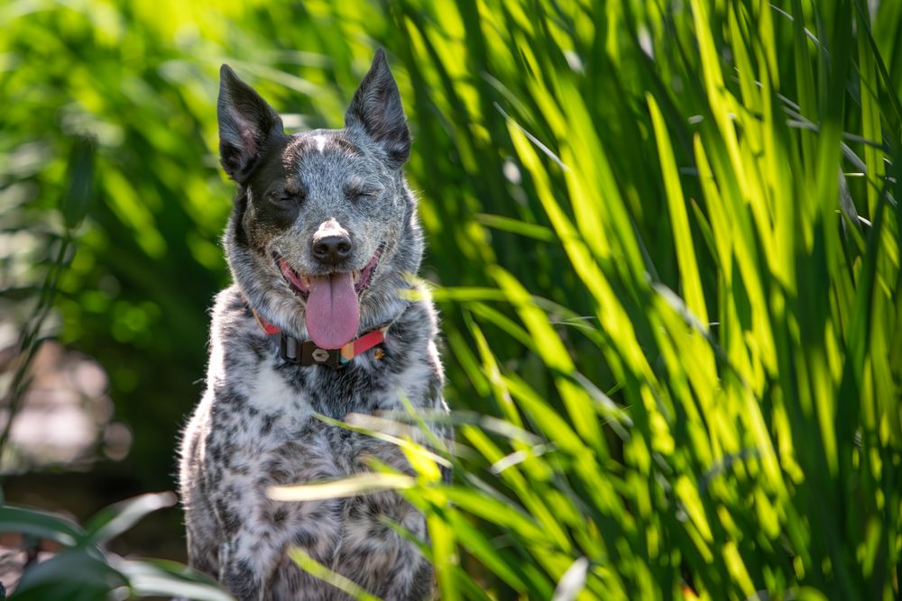 A happy Australian cattle dog with spotted gray and white fur sits in front of tall green grass on a sunny day.