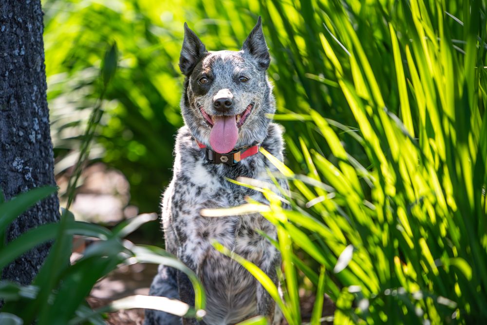 Happy Australian Cattle Dog with black and gray speckled coat sitting among tall green plants in outdoor garden.
