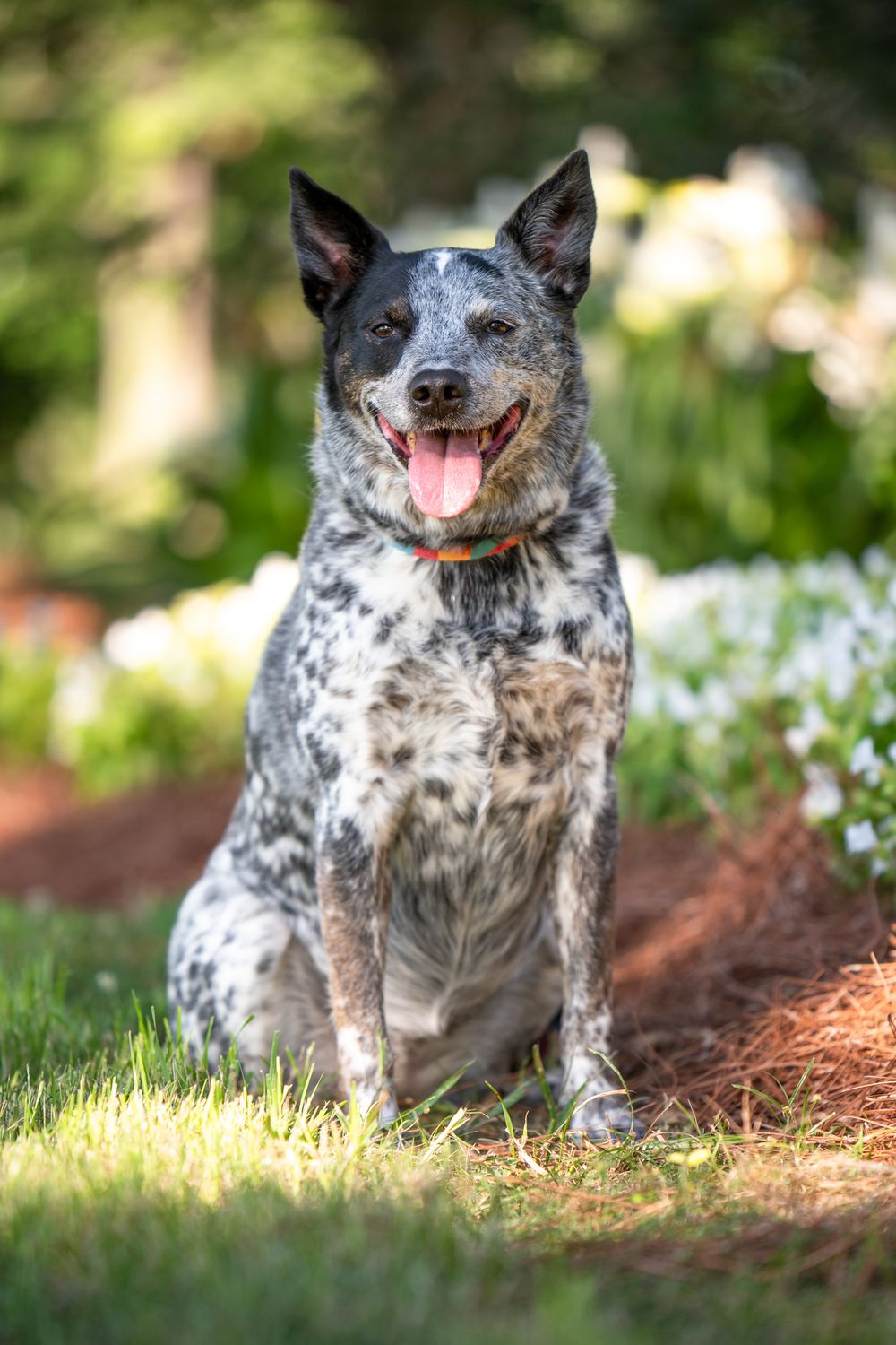 Happy blue heeler cattle dog with speckled grey and white coat sitting in garden with flowers and greenery.