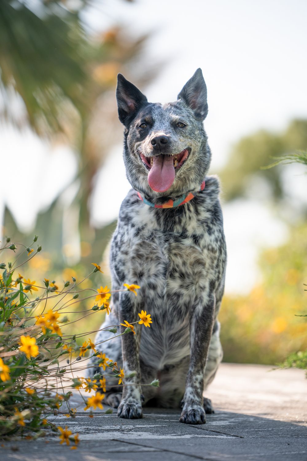 Smiling Australian Cattle Dog with speckled coat sits in front of yellow wildflowers on sunny day.