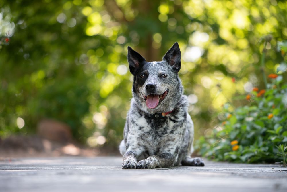 A happy Australian Cattle Dog with spotted coat lies on a path surrounded by green foliage in soft bokeh light.