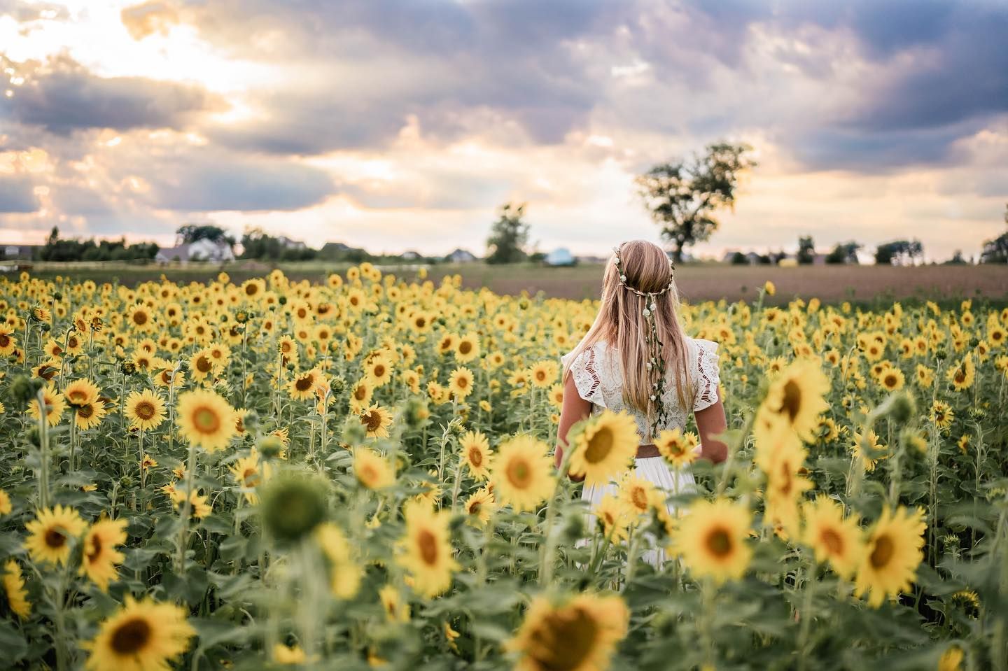 A person with long blonde hair walks through a vibrant field of blooming sunflowers at sunset.